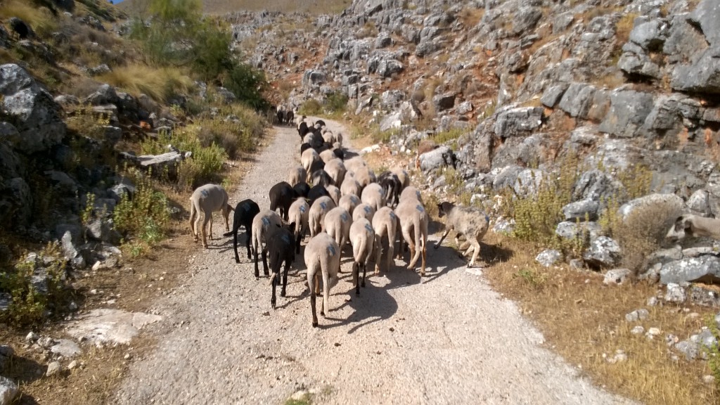 your archetypal mountain goats