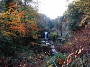 Jesmond Dene